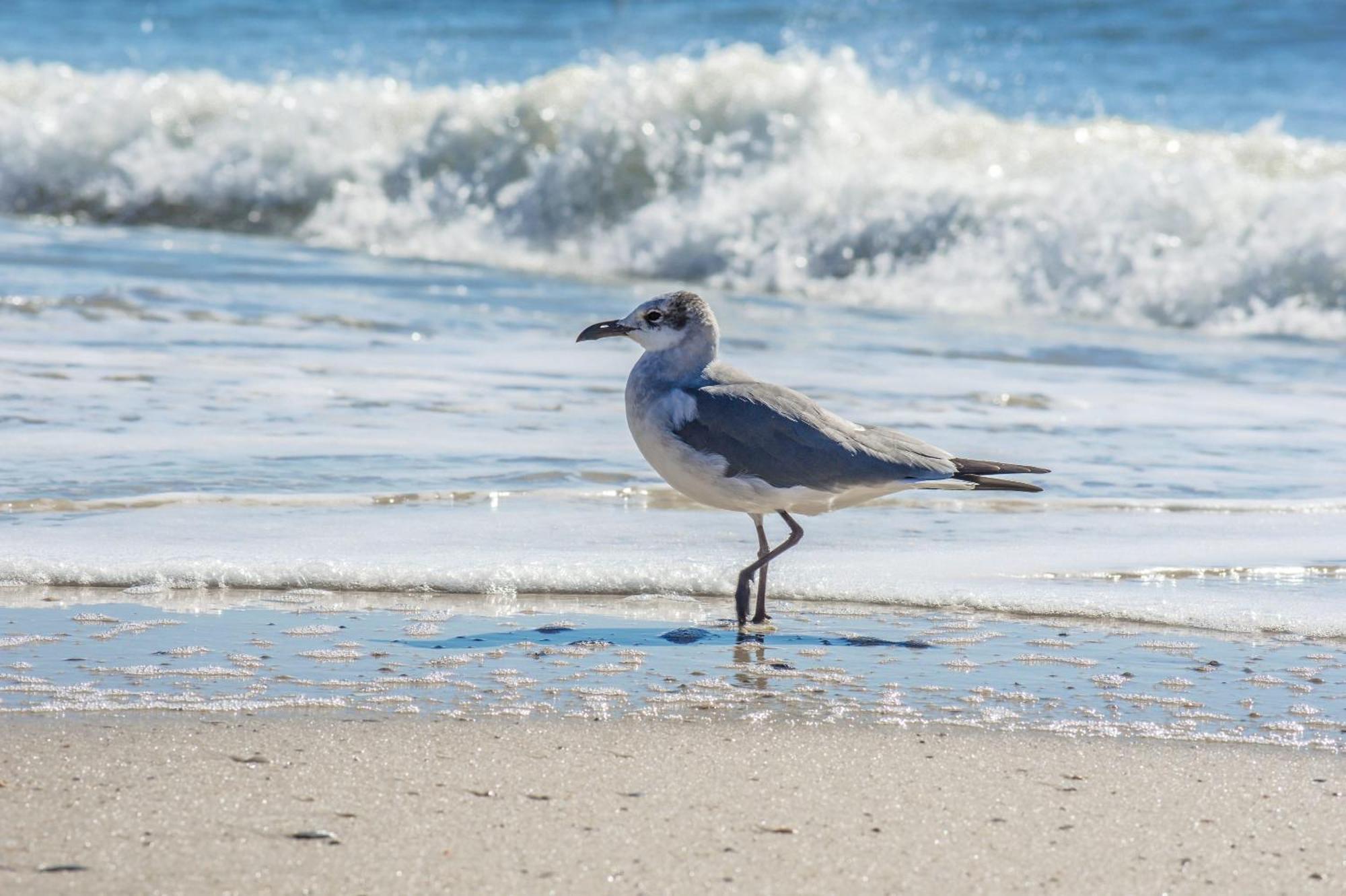 Beautiful 3 Bedroom Beachfront Condo Gulf Shores Εξωτερικό φωτογραφία